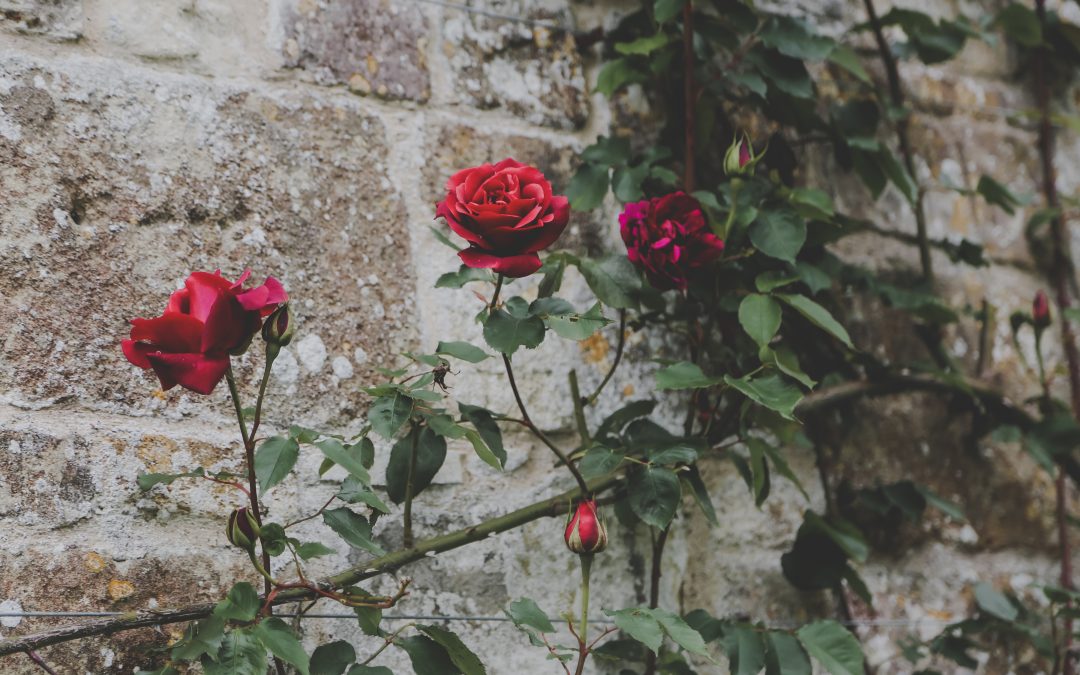 A Nature Writing Course That Harnesses the Power of Storytelling